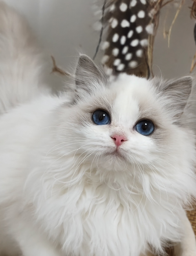 赛级双血统布偶猫蓝双妹妹，黏人性格好，活泼好动又可爱不挑食