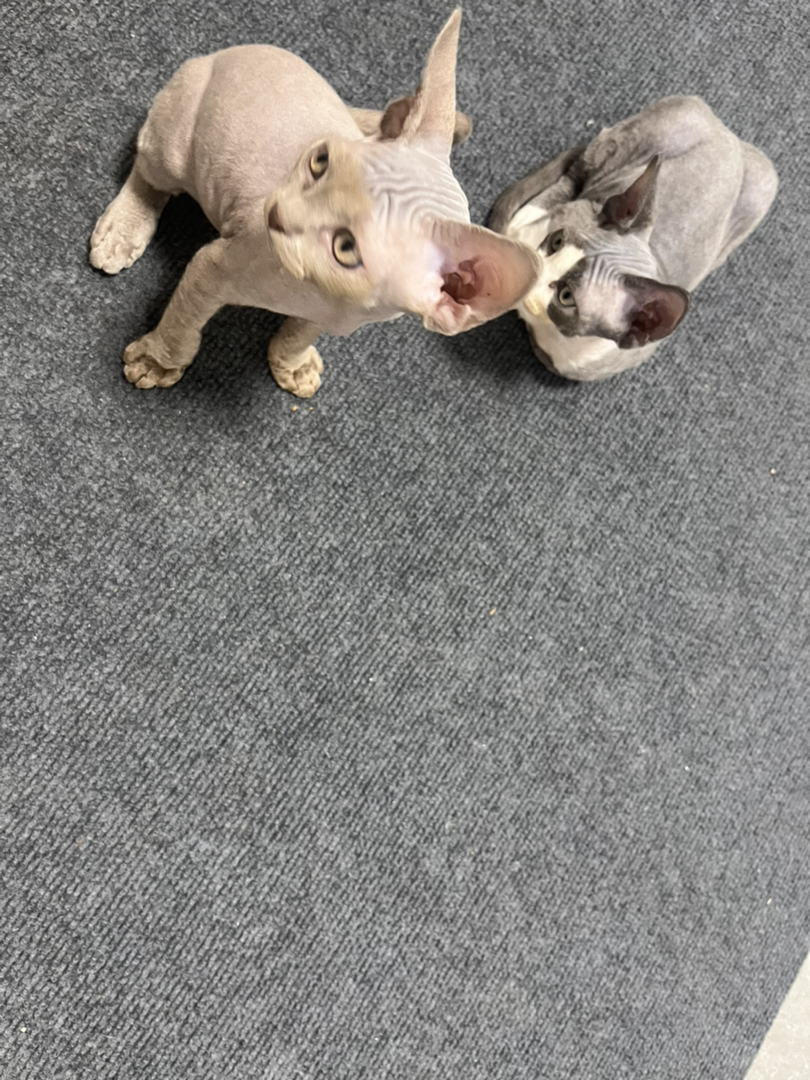 德文卷毛猫弟弟
