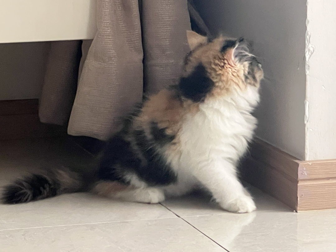 可爱三花猫，颜值超高，性格温顺，给你满满治愈感