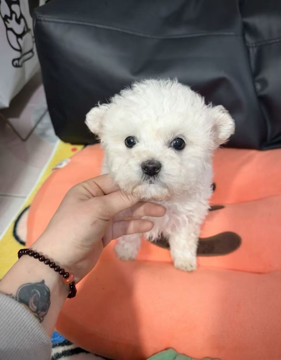 韩系比熊~