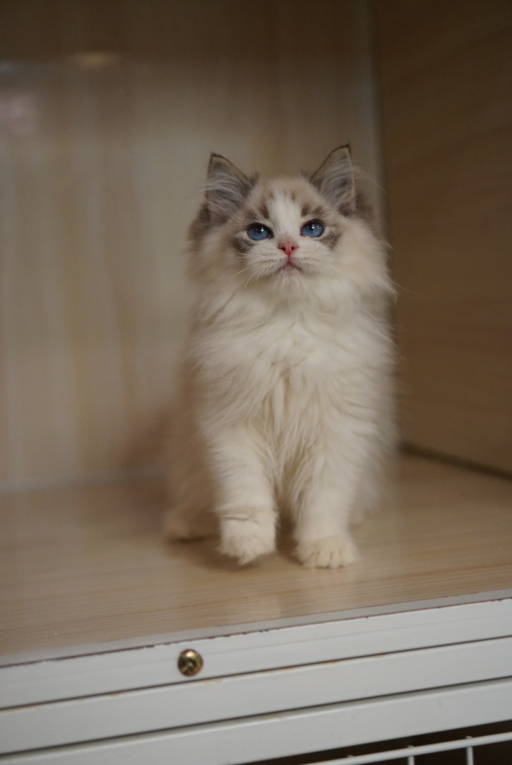 海山布偶弟弟 五粉无暇