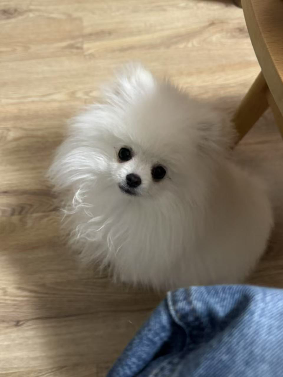 可爱小体博美犬,白色绒毛似雪球,小巧玲珑超萌