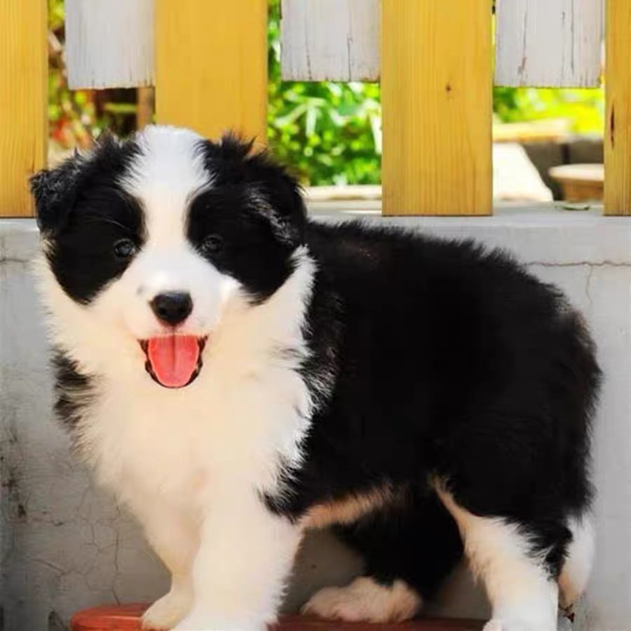 双血统边牧❤️带证书芯片