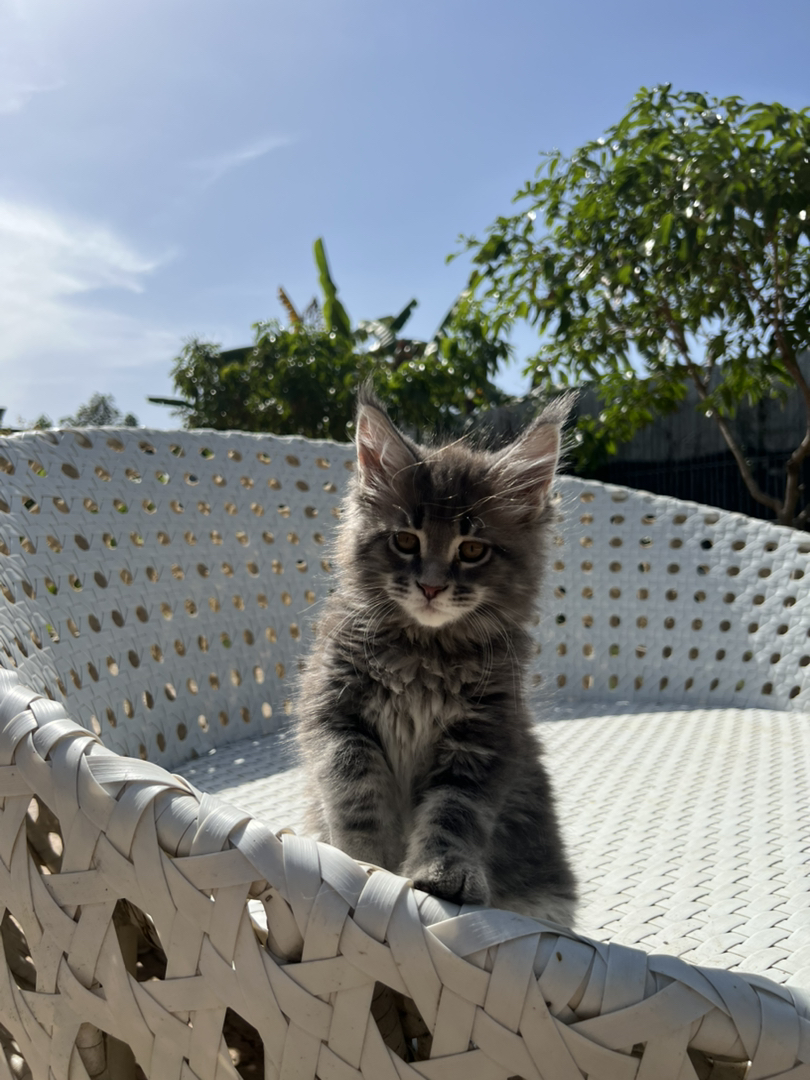 纯种俄系缅因猫丨多种色系可选丨三针疫苗齐全