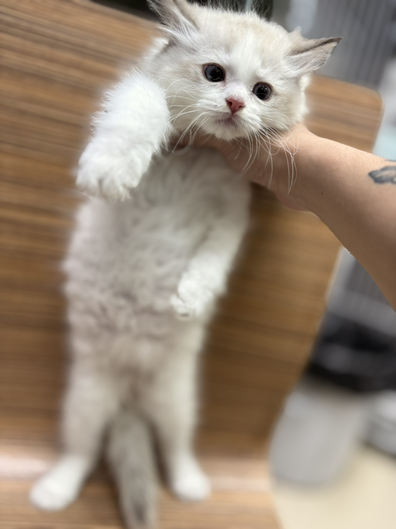 布偶猫 正八开脸 品相特好 五粉