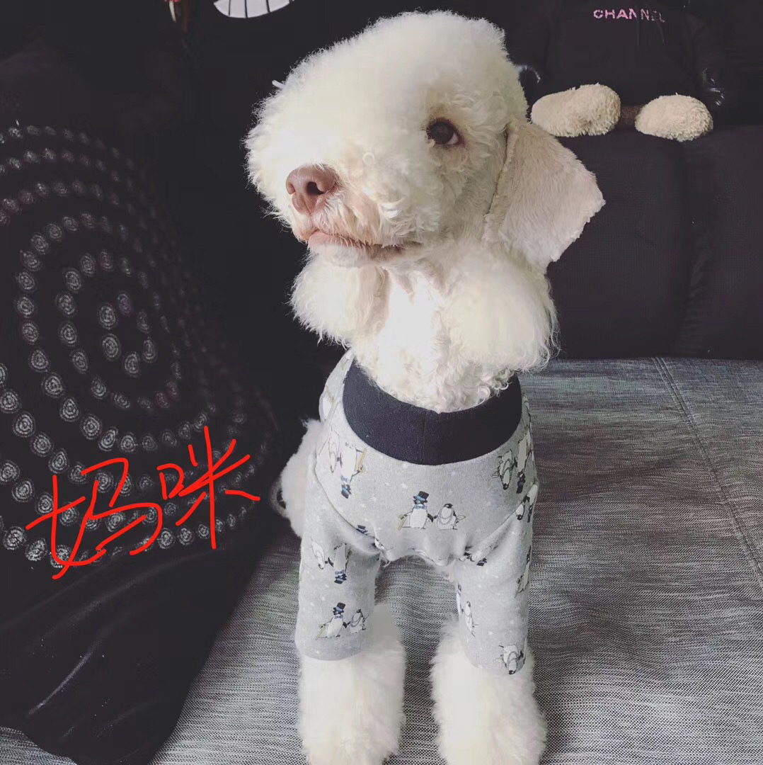 贝林顿梗(绵羊犬),卷毛可爱似小羊,温顺乖巧,家庭伴侣佳选