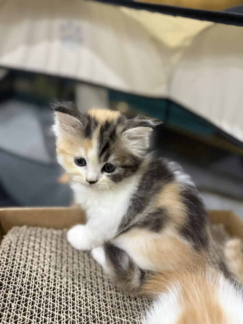 可爱三花猫，颜值爆表，独特毛色，萌化你的心