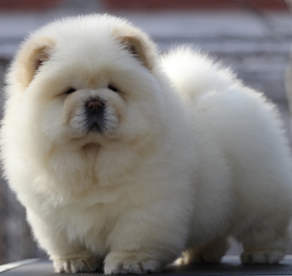 双血统松狮犬❤️带证书芯片