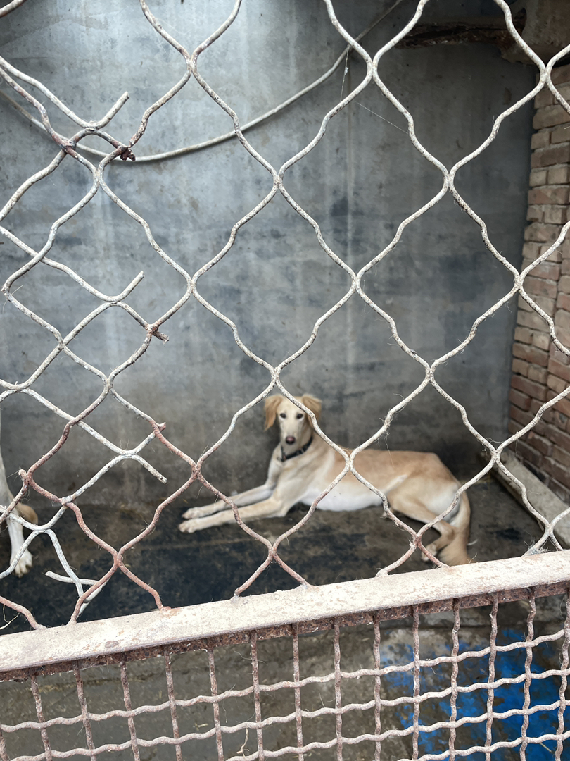 山东本地细优秀的中华田园犬优秀的猎犬忠诚的看家犬护卫犬忠心护主聪明