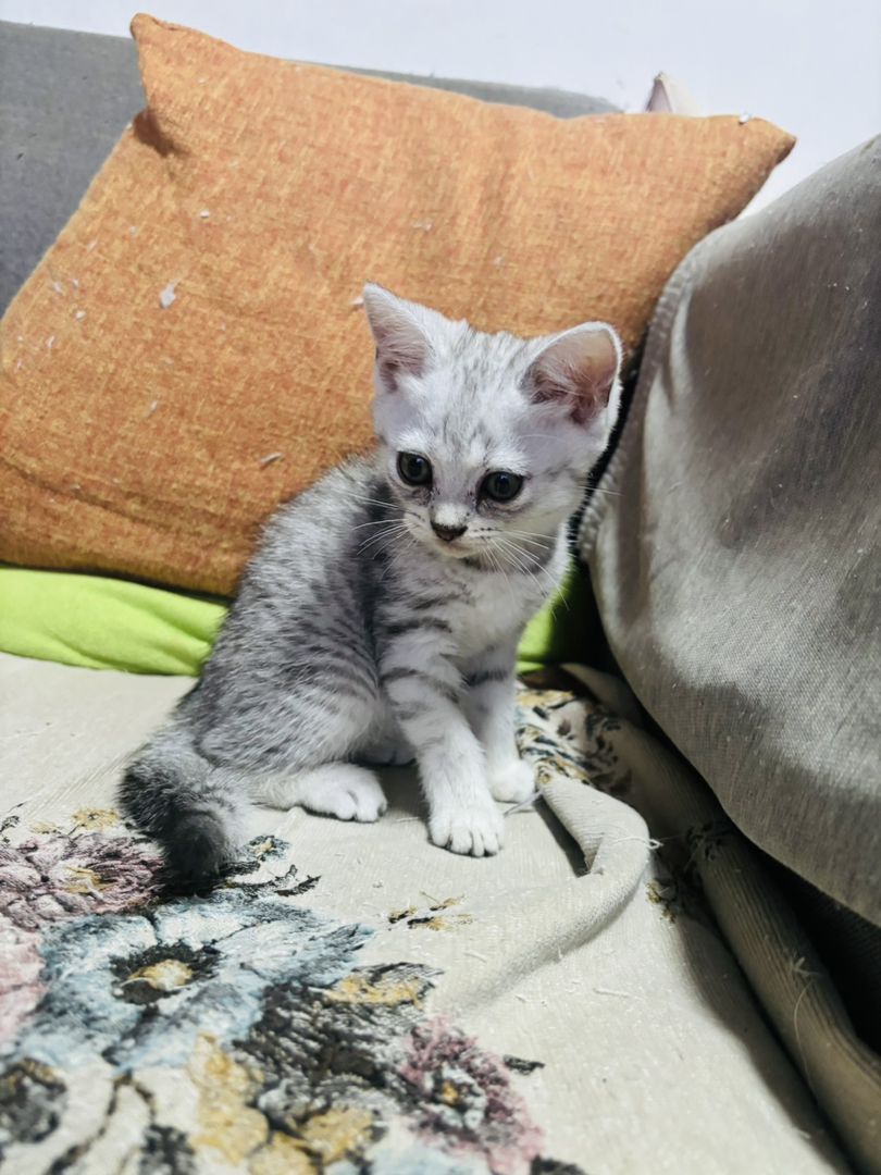 天使小猫咪