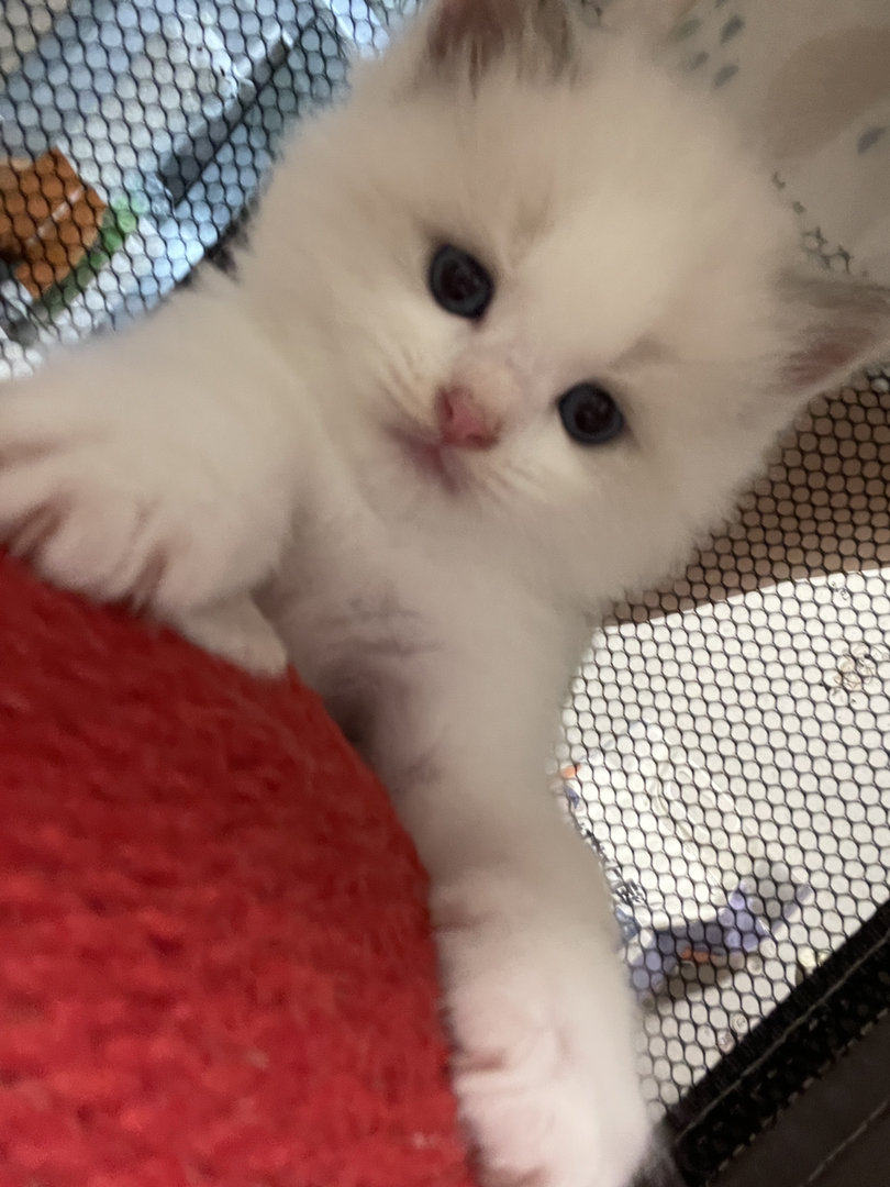 布偶猫，随便rua  甜美可爱颜值超级高的小崽子