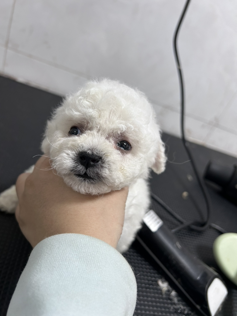 小体比熊