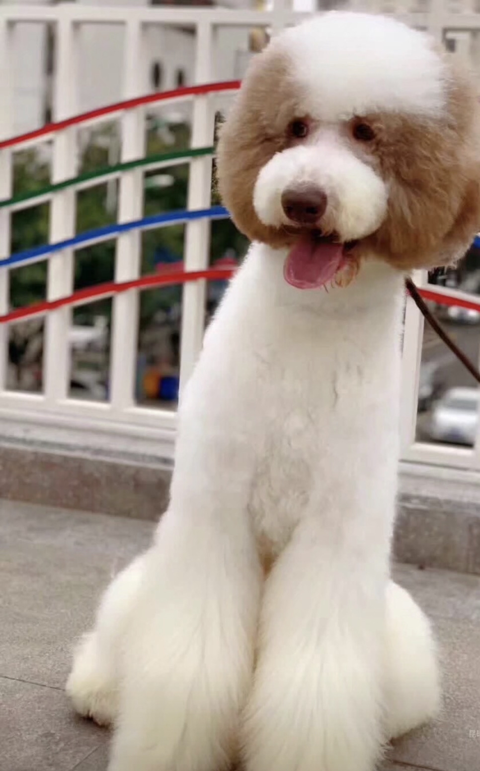 花色巨贵犬❤️疫苗齐全❤️灰白花，红白花