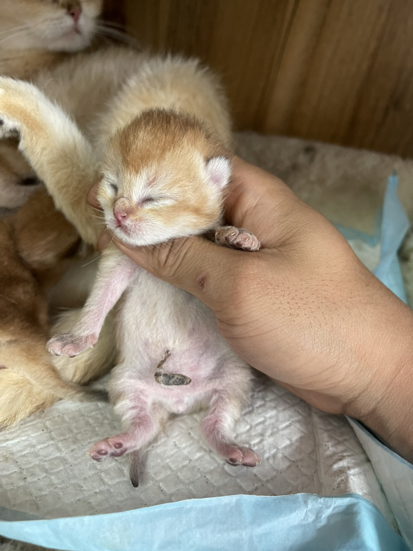 救命！我家猫又双叒叕生了！
金渐层两公两母5.1出生开始预约了