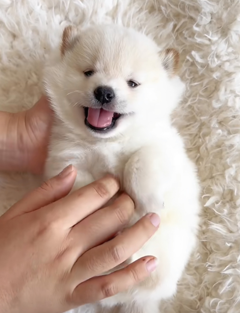 白色柴犬幼犬，笑容甜美，毛发蓬松，萌宠界的可爱担当