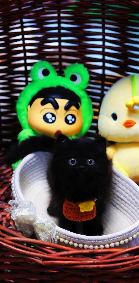 超级可爱小黑猫