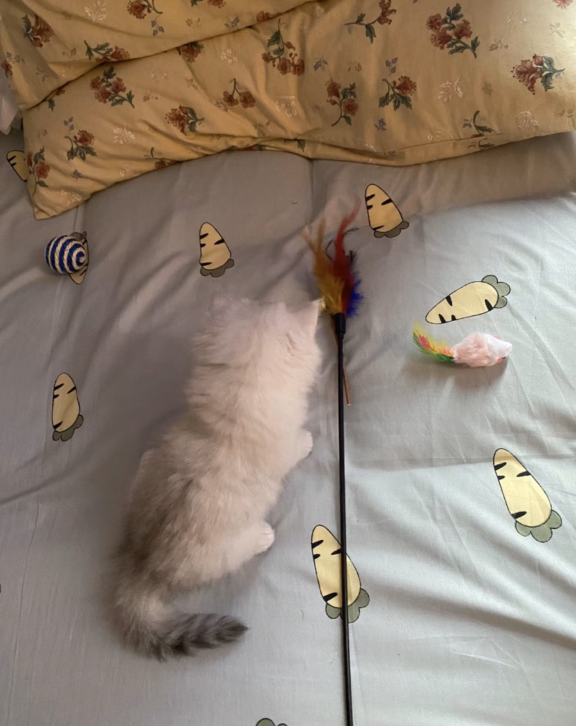 金吉拉小奶猫