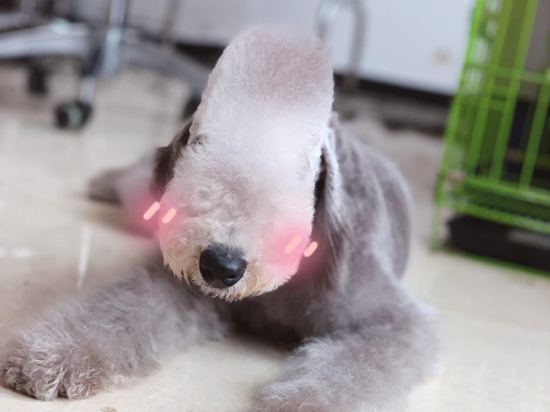 贝林顿梗(绵羊犬),卷毛可爱似小羊,温顺乖巧,家庭伴侣佳选