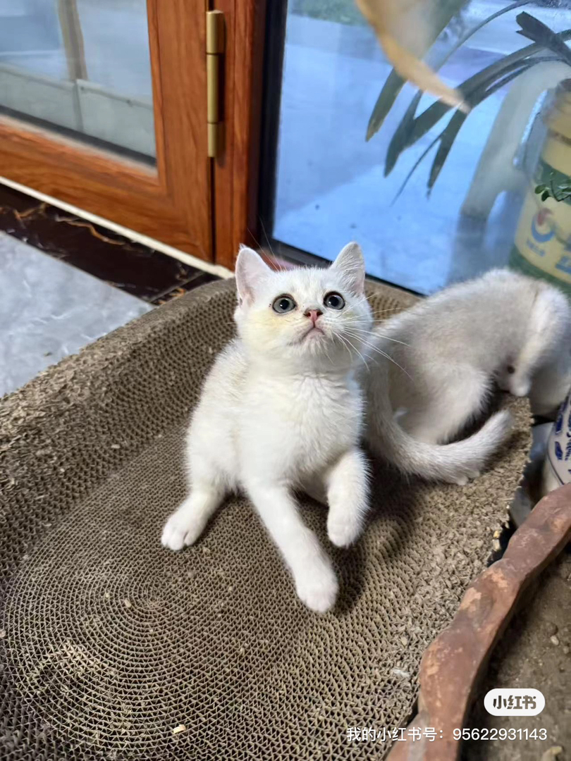 可爱银渐层小猫，颜值超高，性格乖巧，陪伴你的不二之选
