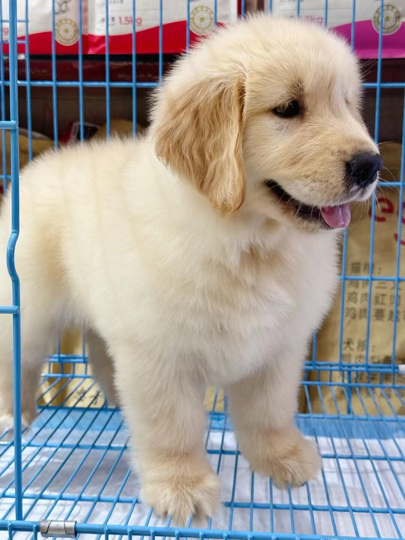 金毛幼犬公母都有，繁育场直销