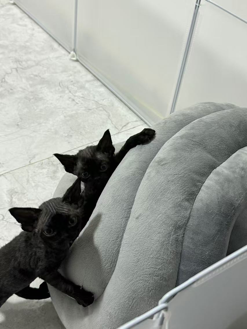 德文弟弟 吉祥玄猫
