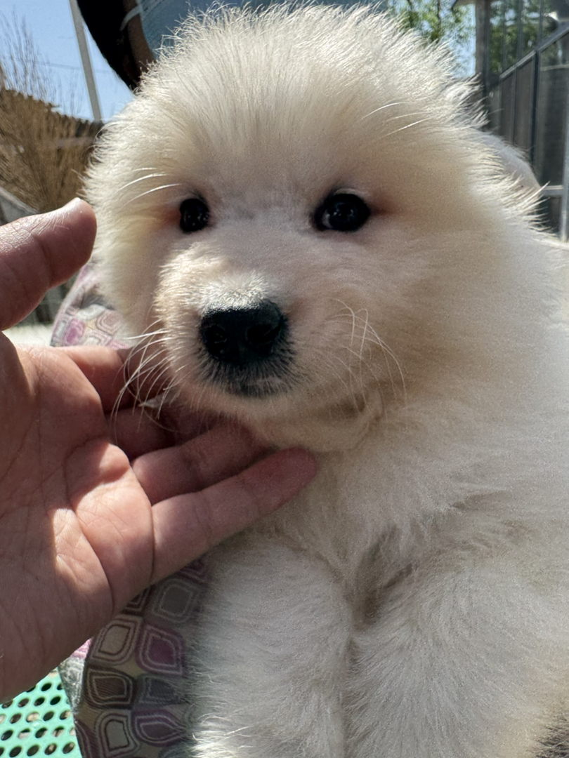 可爱萨摩耶幼犬，雪白蓬松，萌态十足，治愈系小天使