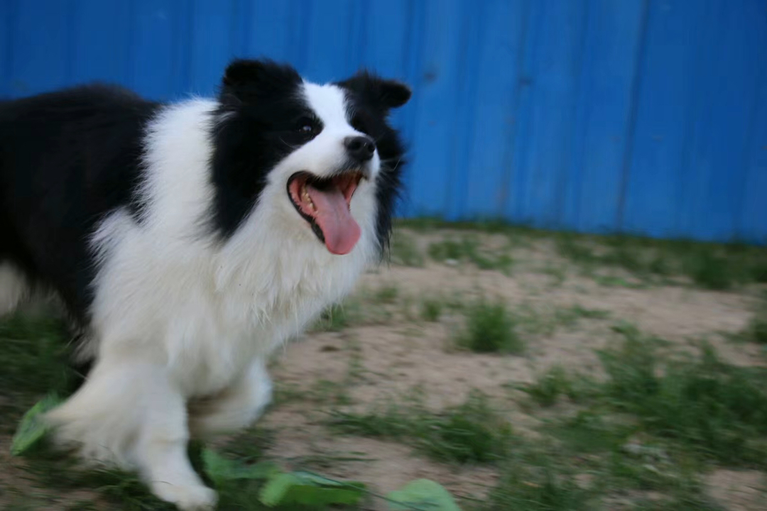双血统带证书芯片❤️赛级边境牧羊犬