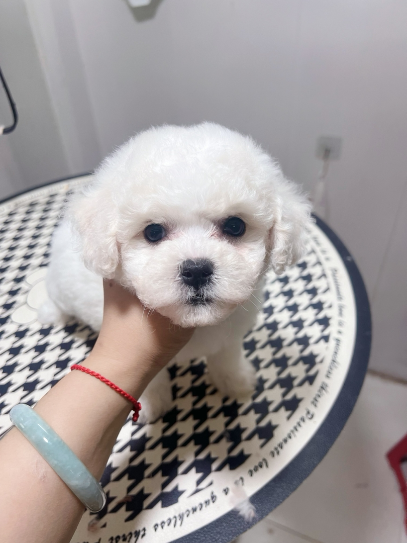 比熊幼犬