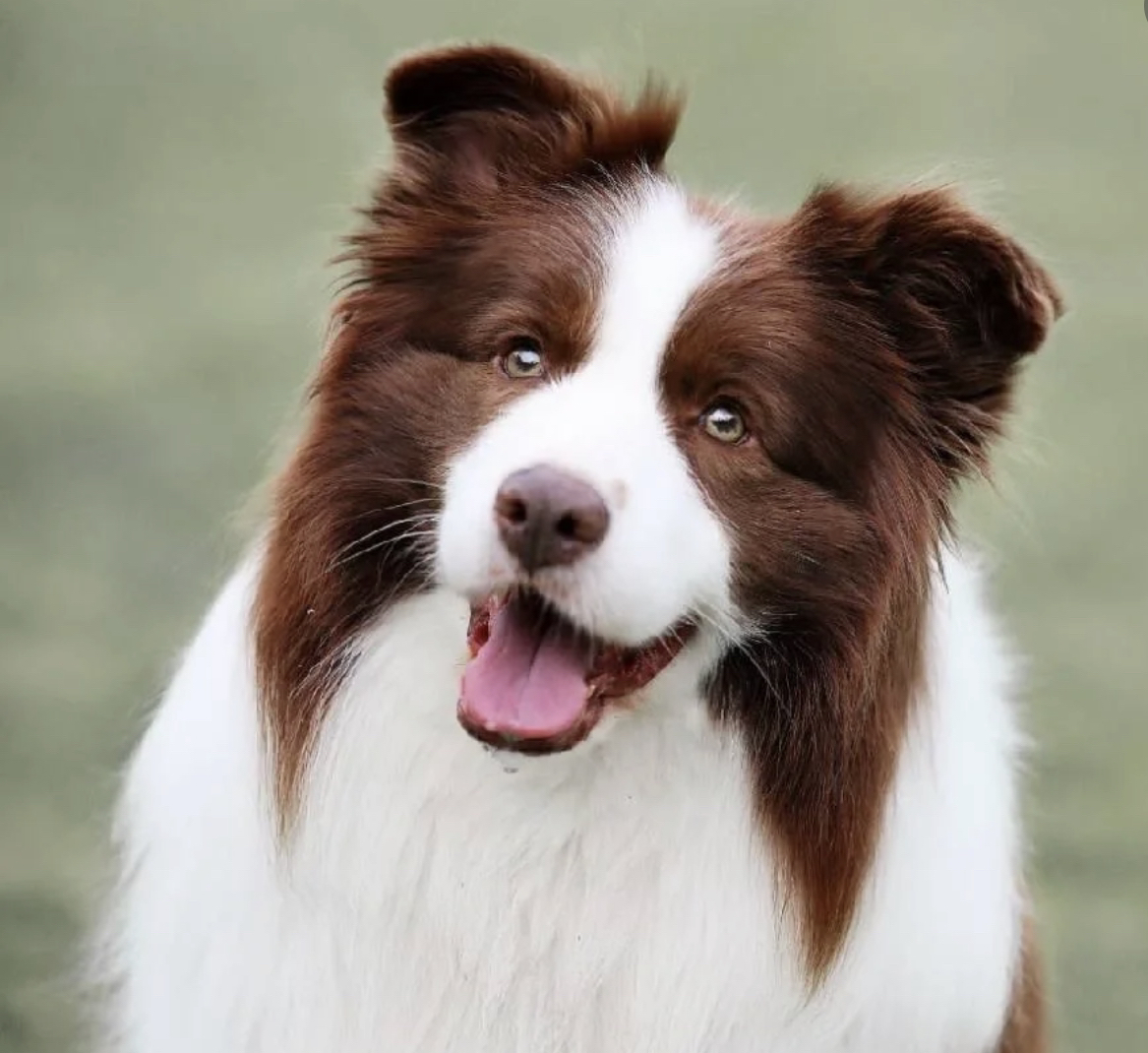 双血统边境牧羊犬❤️平台推荐❤️高端品质