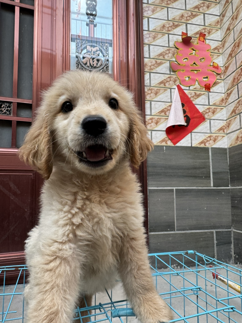 金毛幼犬，毛发蓬松，性格温顺，可爱萌宠首选