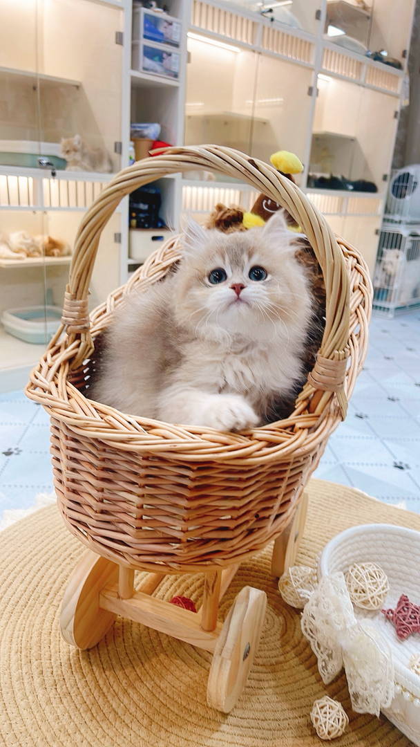 长毛蓝金