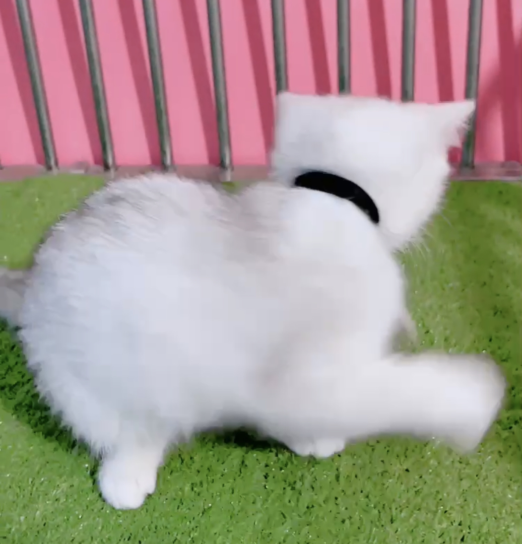 高端大胖脸银渐层猫咪❤️高端品质