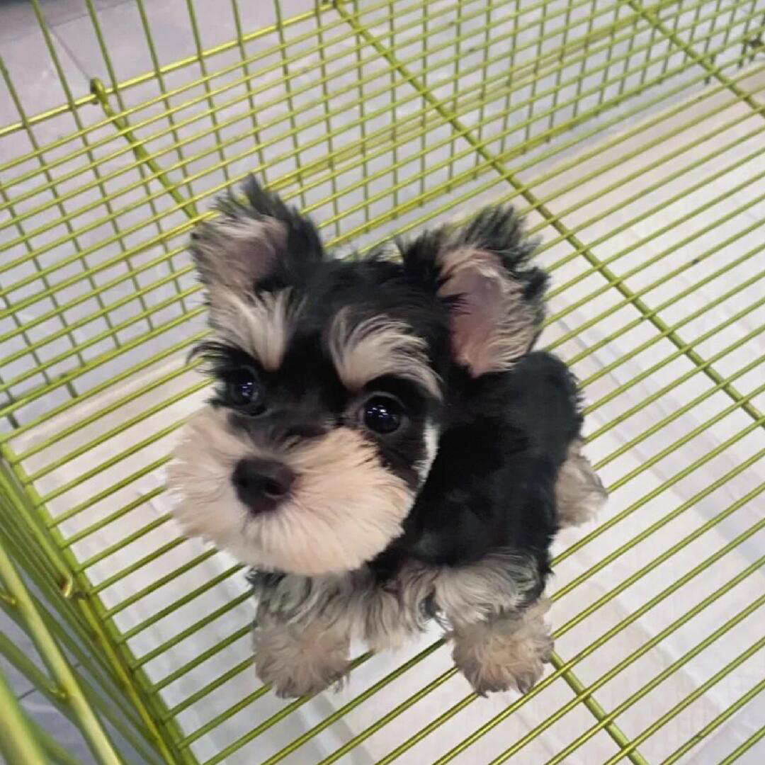 可爱雪纳瑞幼犬，毛发浓密，颜值高，陪伴你的最佳萌宠