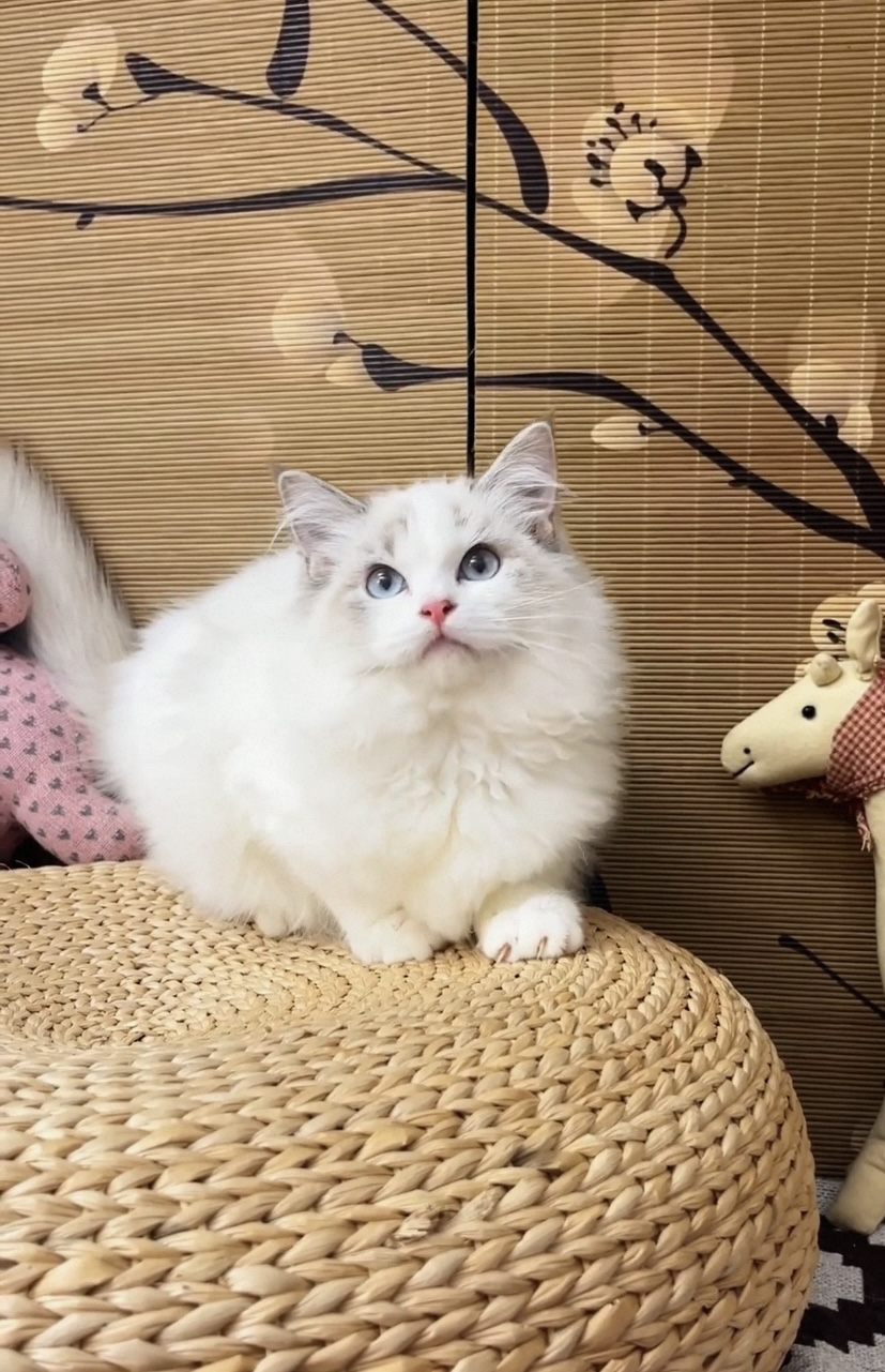 布偶猫
