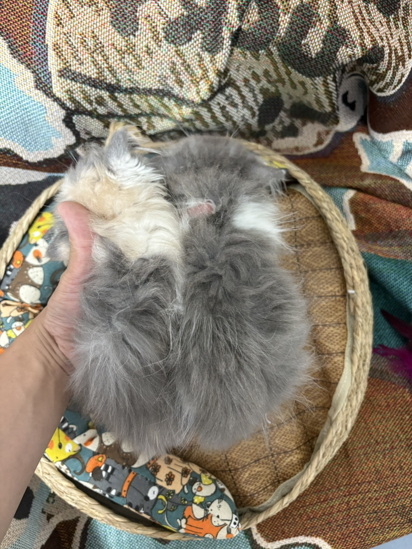 三花蓝白拿破仑