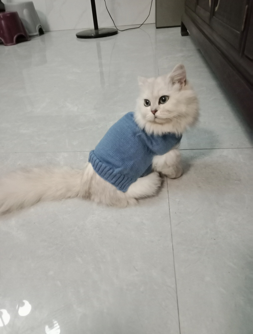 拿破仑金吉拉纯种母猫公猫