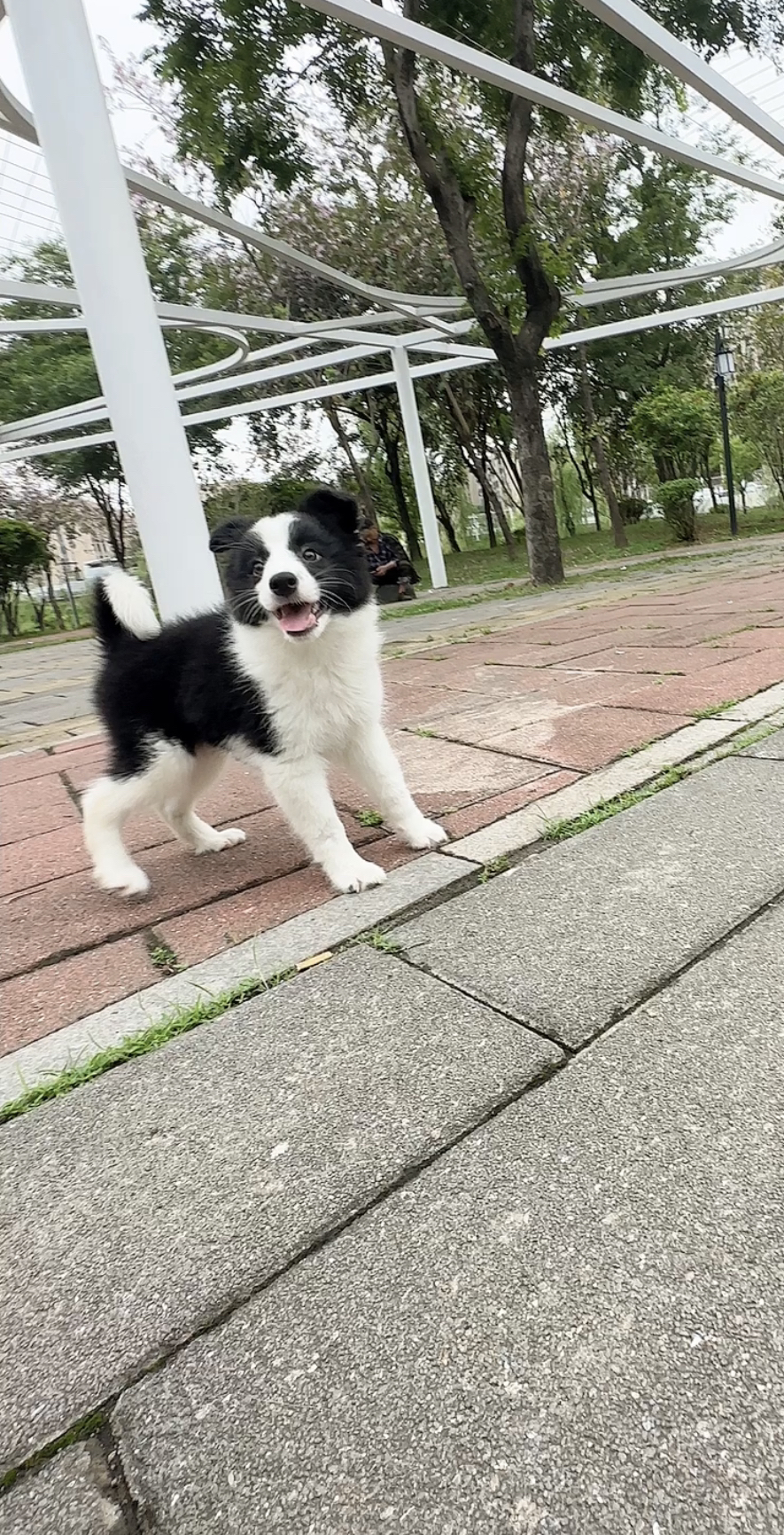 边境牧羊犬