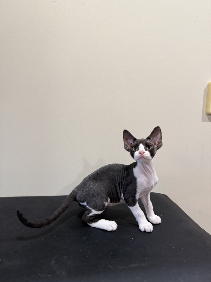 黑白开脸德文卷毛猫