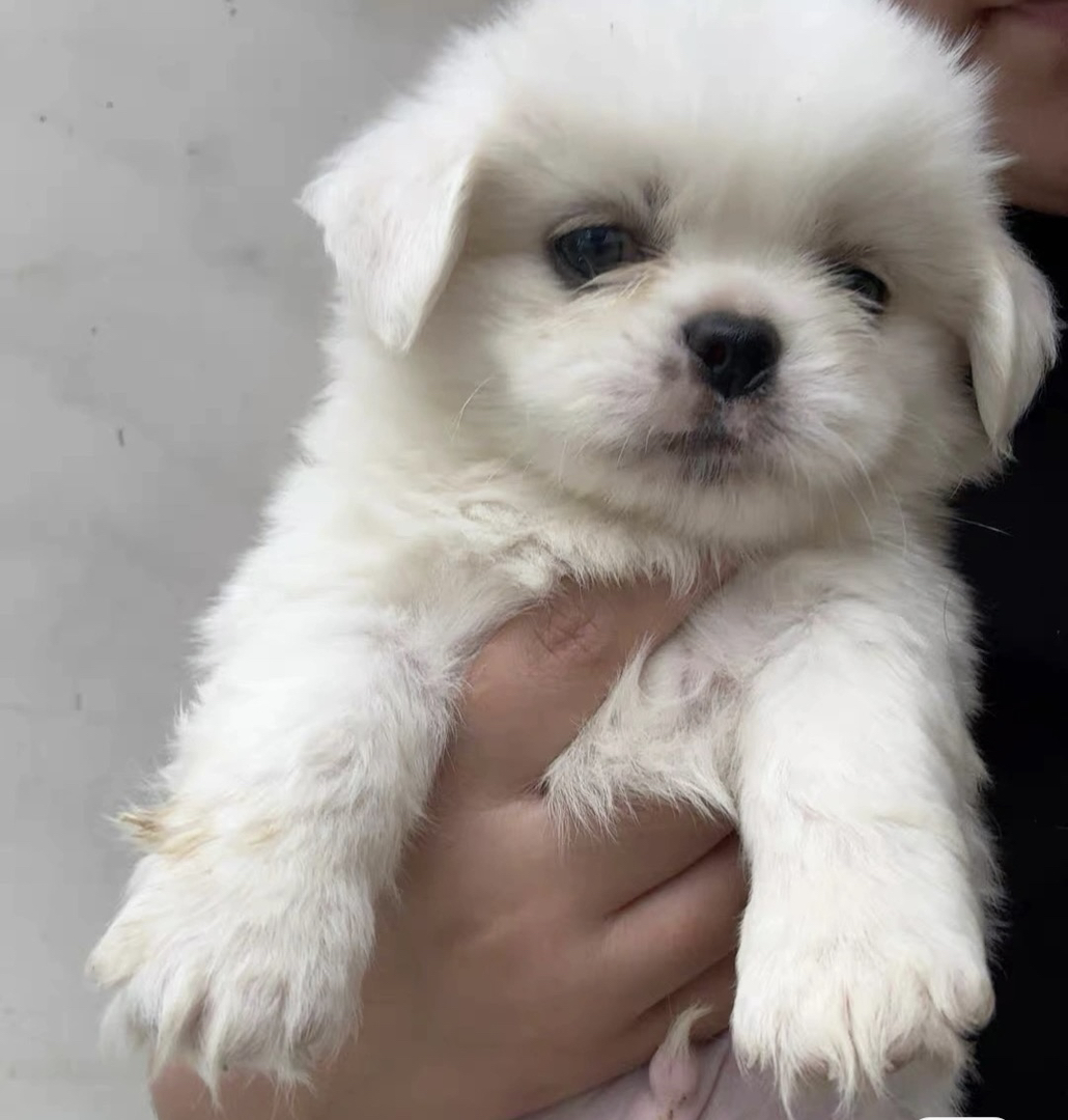 可爱京巴犬幼犬，白色毛发蓬松，憨态可掬惹人爱