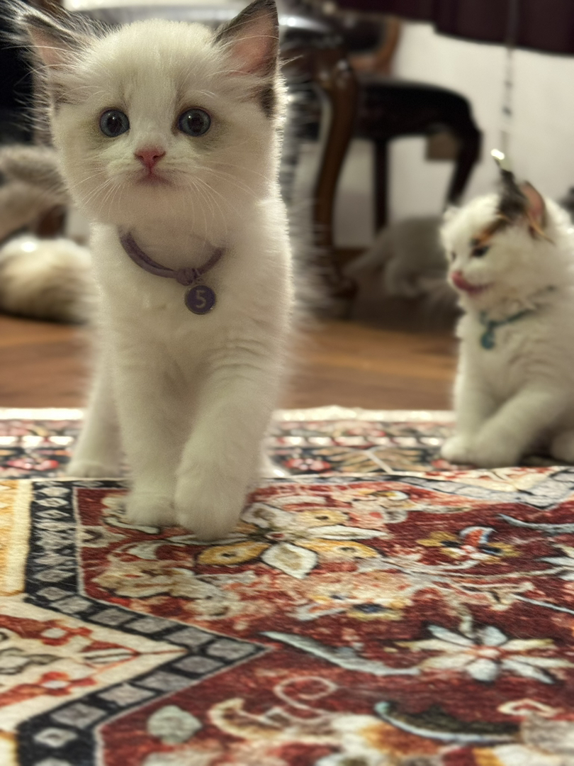 5号赛级血统布偶猫宝宝，健康无忧，性格温顺，给您贴心陪伴。