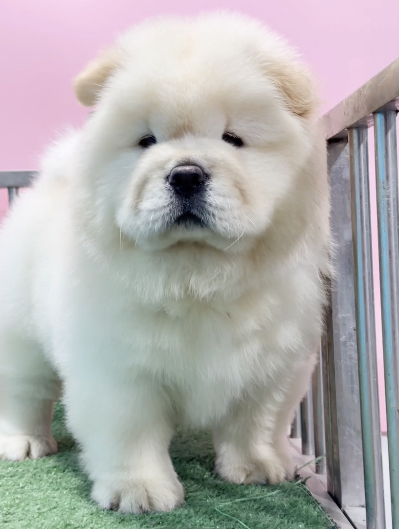 熊版松狮❤️方体高端松狮
