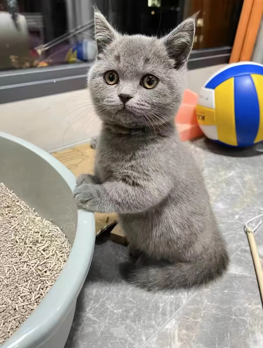 蓝猫包售后有猫瘟腹水健康问题可以退款