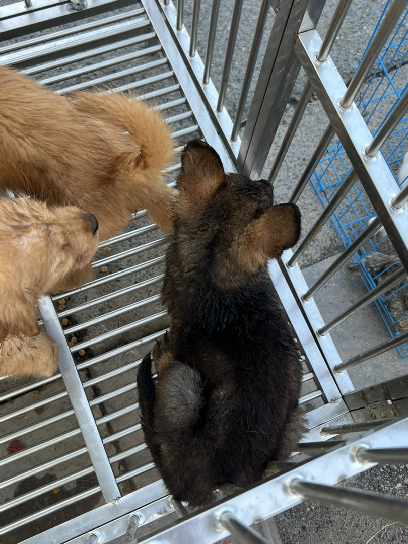 德国牧羊犬 身材高挑 脸好性格正