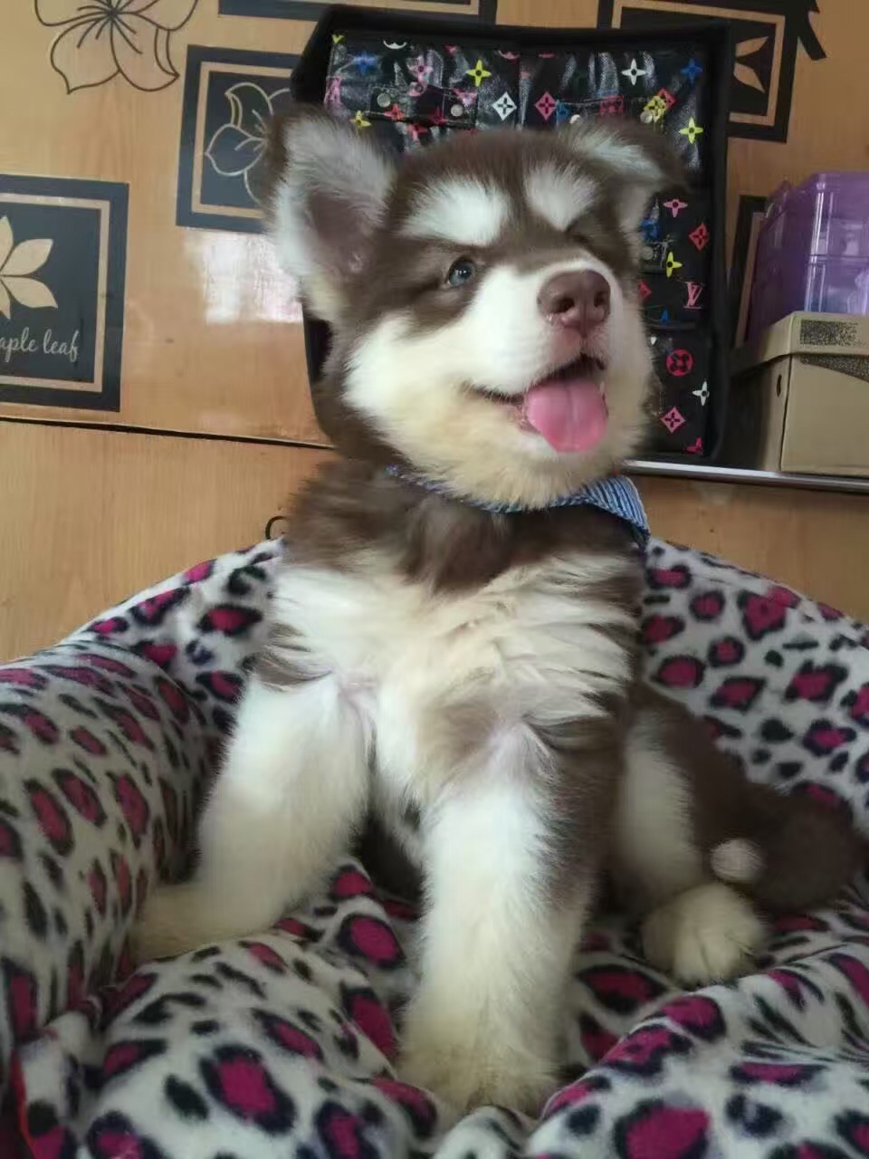 熊版大骨架阿拉斯加