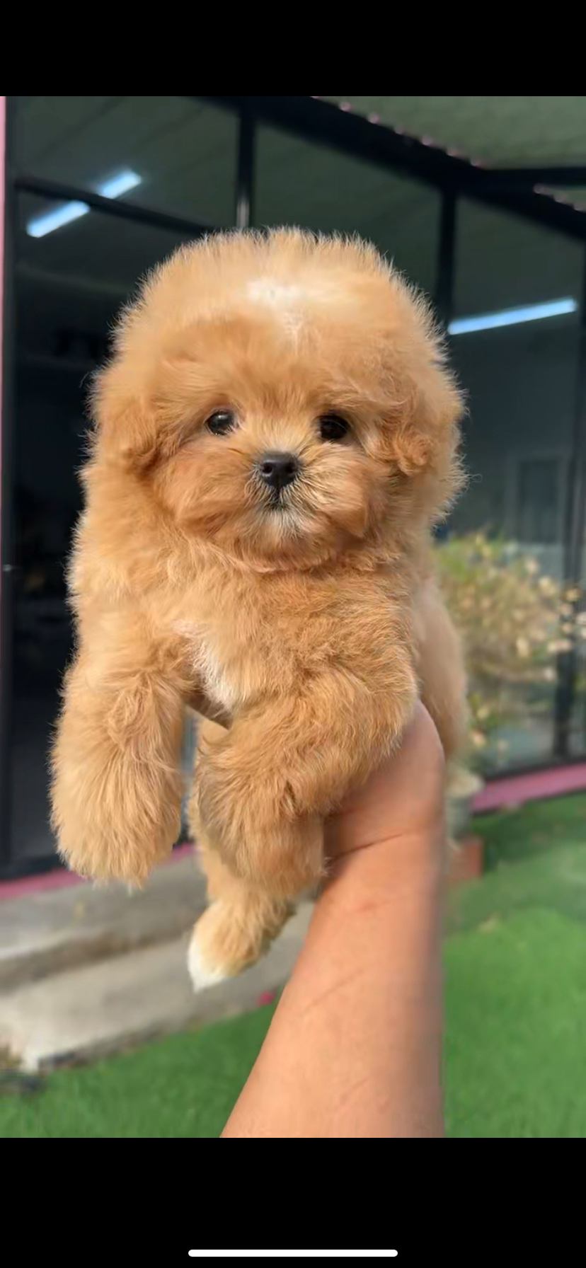 马尔泰宝宝已疫苗驱虫健康保障终身售后