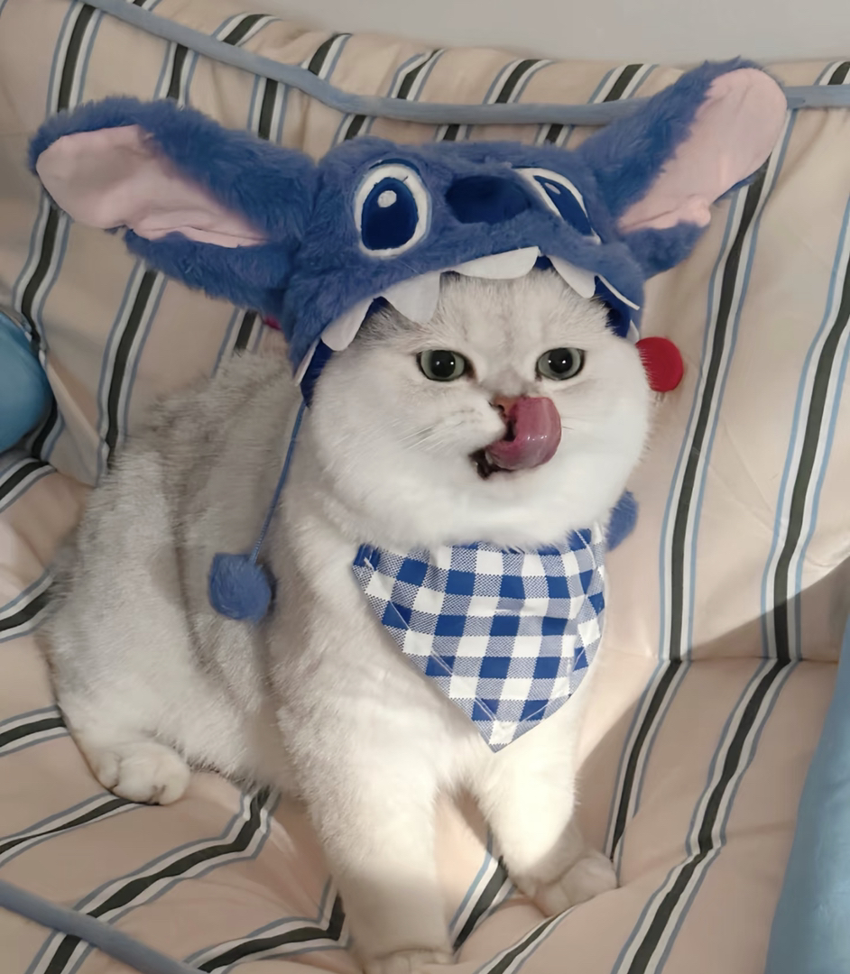 银渐层猫咪,大眼萌态,穿戴可爱,尽显优雅气质
