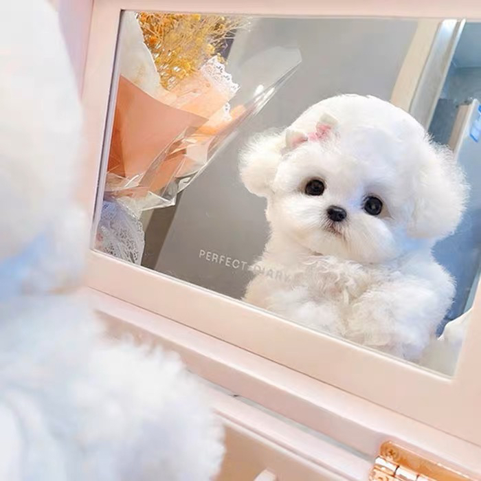 韩版比熊❤️支持开视频看狗