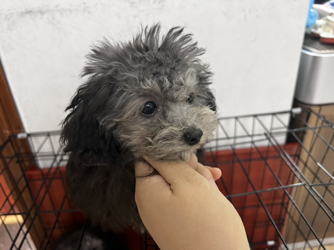 可爱泰迪幼犬，卷毛大眼超萌，聪明活泼的贴心伴侣