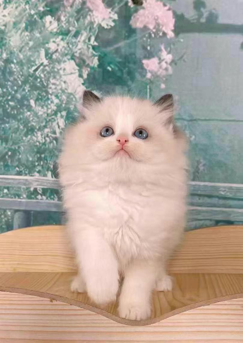海双布偶 布偶猫幼崽,颜值超高,性格温柔,陪伴你的暖心萌宠