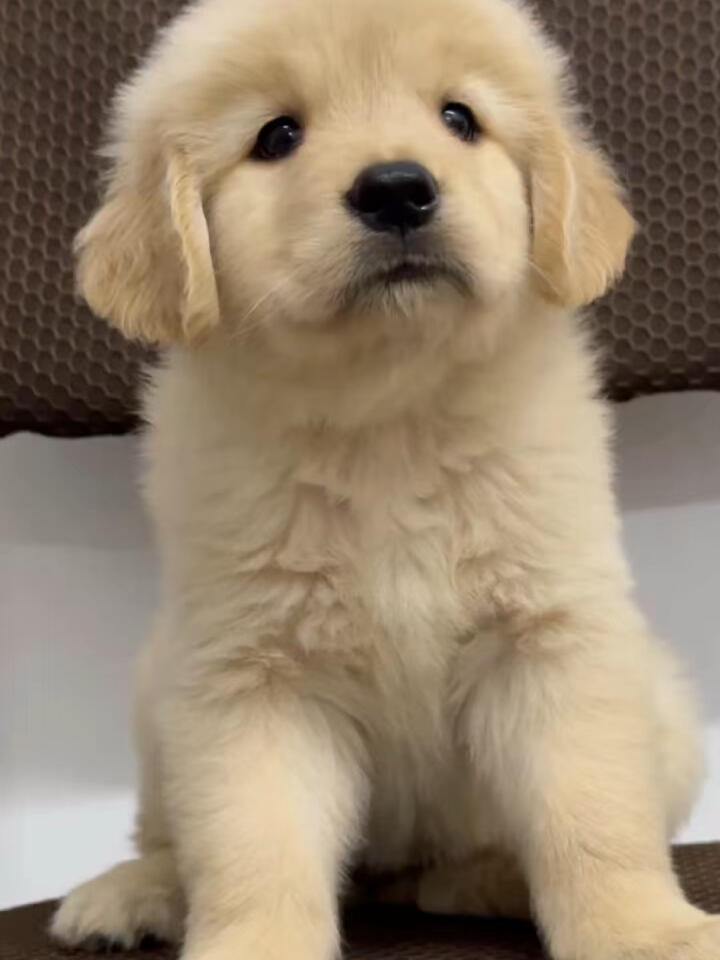 金毛幼犬公母都有，繁育场直销